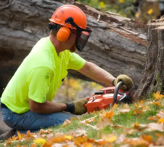 tree services Runnemede